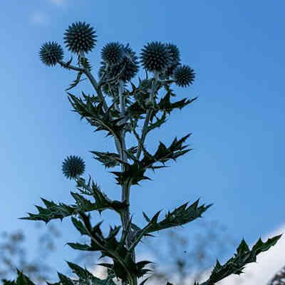 Camping & Events am Distelhain